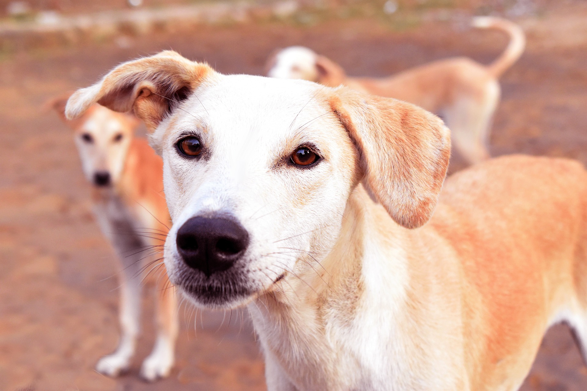 100 CANI DA ADOTTARE: IL COMUNE LANCIA UNA MANIFESTAZIONE D’INTERESSE 