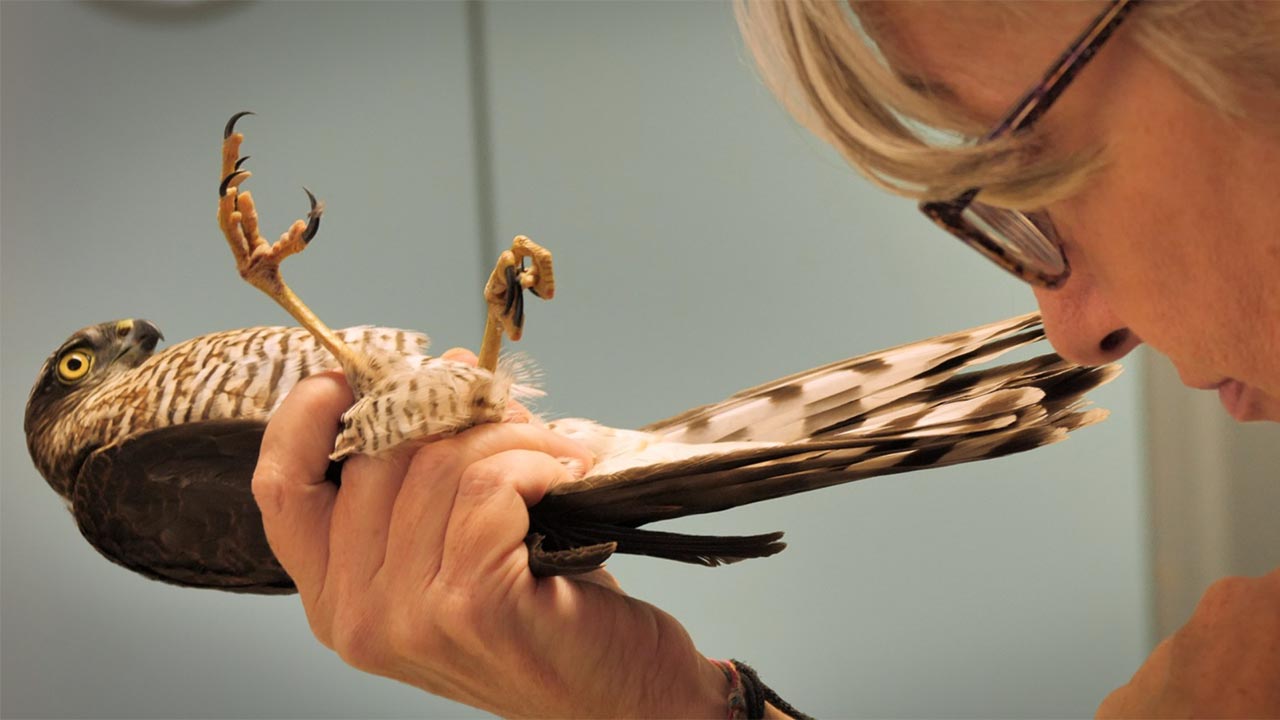 Comune di Quartu Sant'Elena - A Quartu la proiezione del film documentario "Altri  animali", con la veterinaria Monica Pais