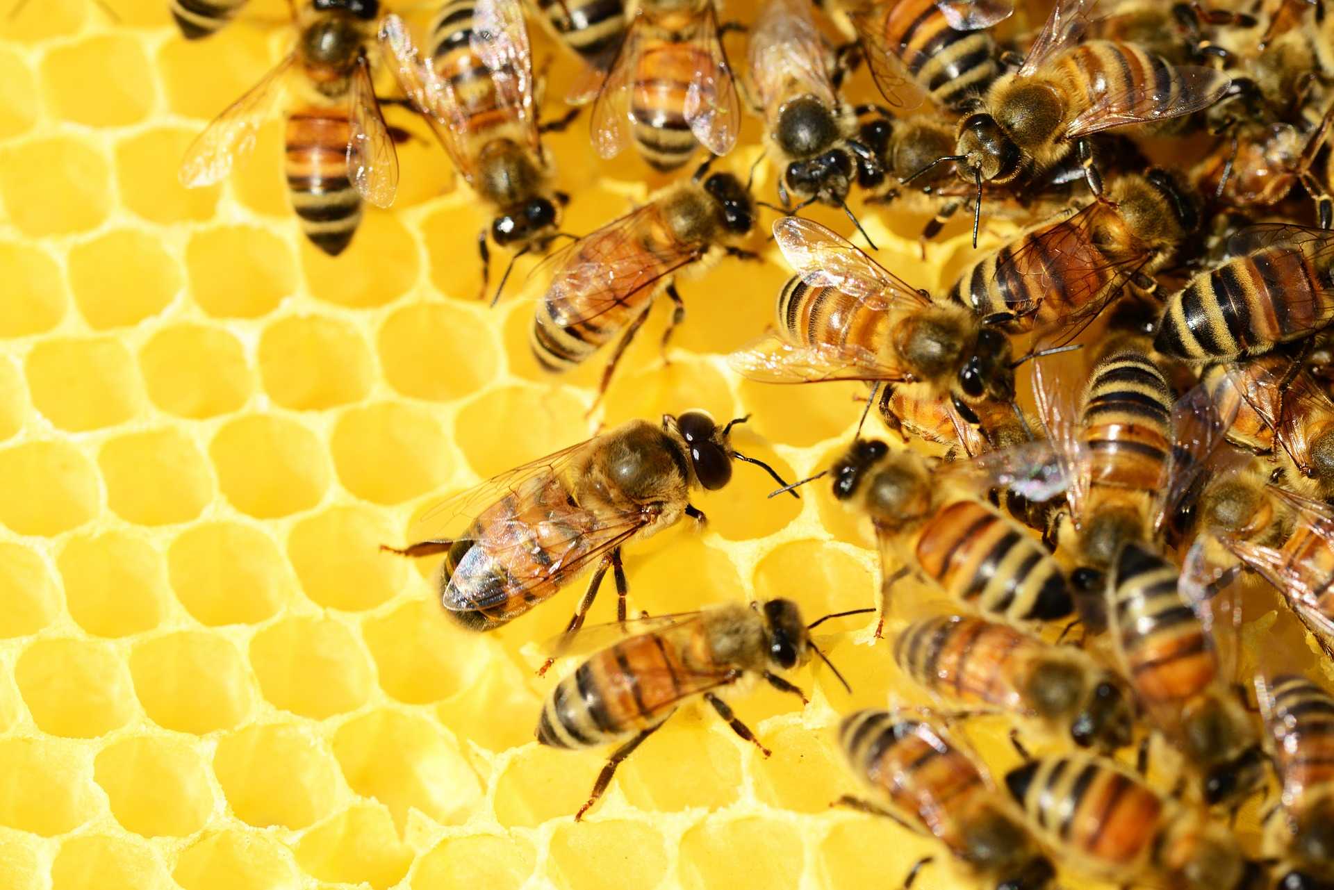 ISCRIZIONI APERTE AL CORSO 'NON SOLO MIELE 2022', DEDICATO AL SETTORE APIARIO