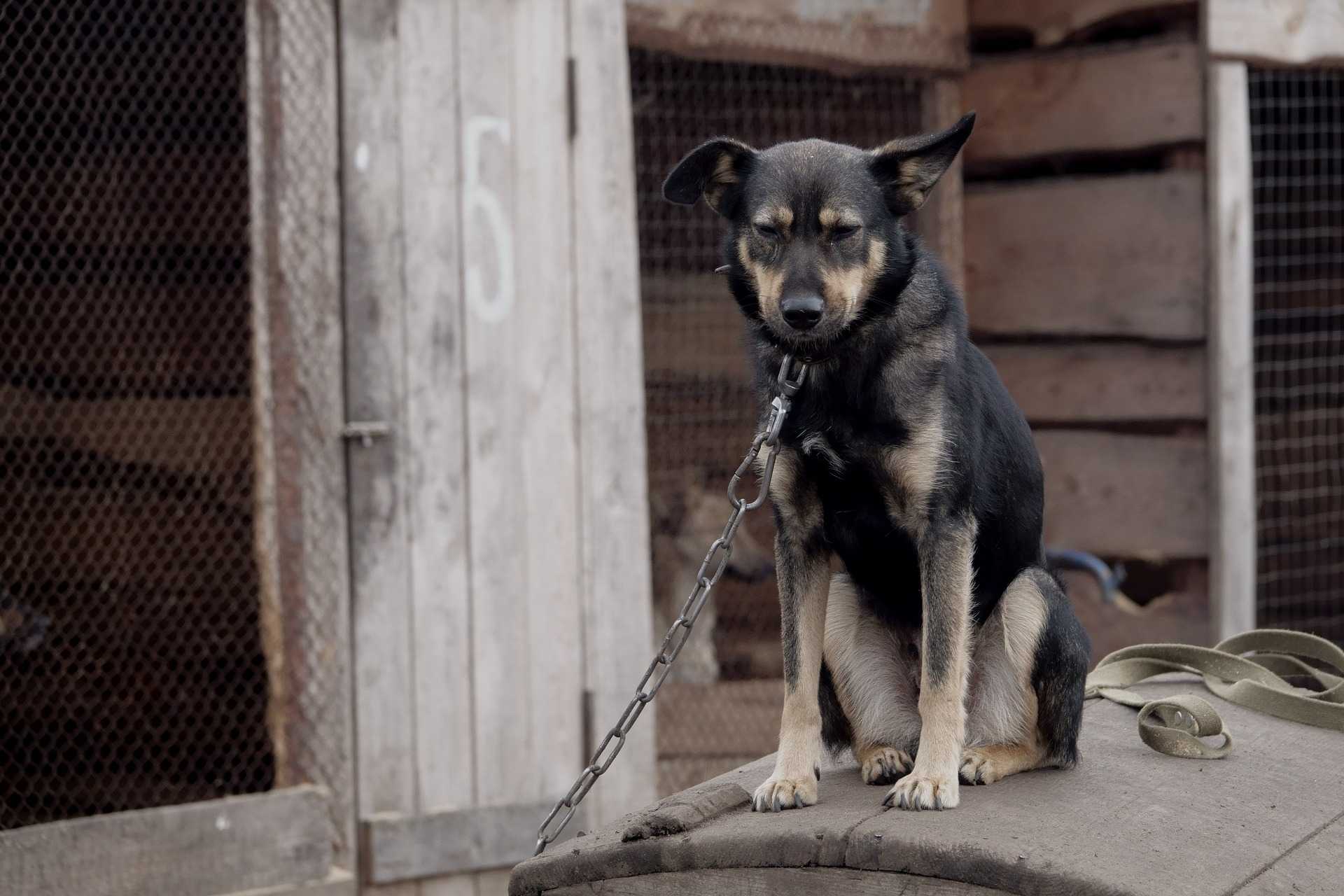 QUARTU IN CAMPO CONTRO LA DETENZIONE DEI CANI ALLA CATENA