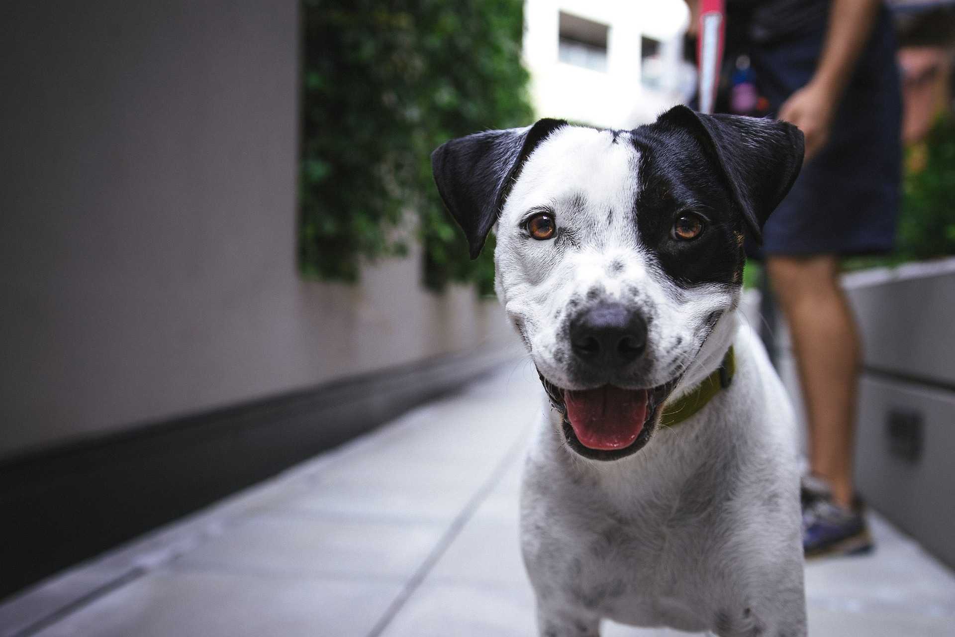 DALLA SALUTE AL BENESSERE DEGLI ANIMALI QUARTESI, DOPPIO APPUNTAMENTO