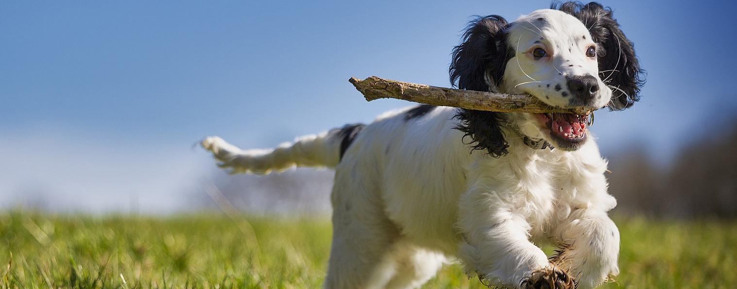 LIBRETTI ANAGRAFE CANINA DISPONIBILI NELLA PORTINERIA DELL'EX CONVENTO CAPPUCCINI