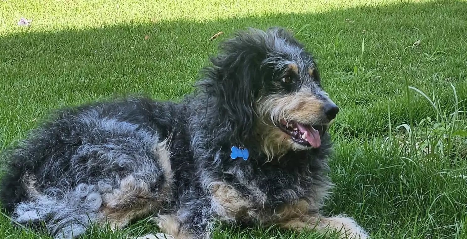 Arriva il progetto "Adotta un cane dal canile" per dare una famiglia ad  ogni animale - Comune di Quartu Sant'Elena