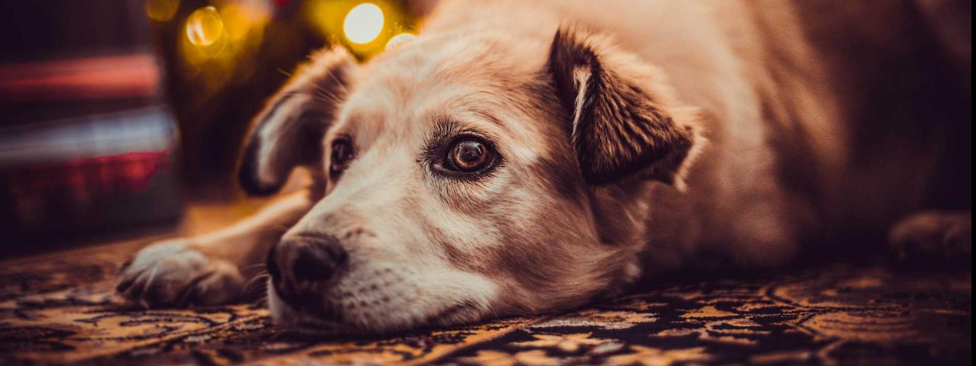 Comune di Quartu Sant'Elena - A QUARTU NIENTE BOTTI A CAPODANNO, A TUTELA  DI PERSONE E ANIMALI DOMESTICI