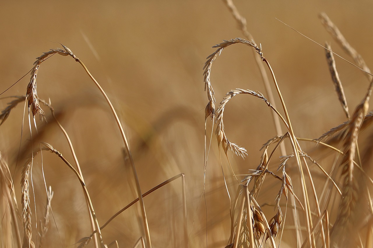 SEGNALAZIONE A LAORE DEI DANNI ALL'AGRICOLTURA CAUSATI DA EVENTI NATURALI