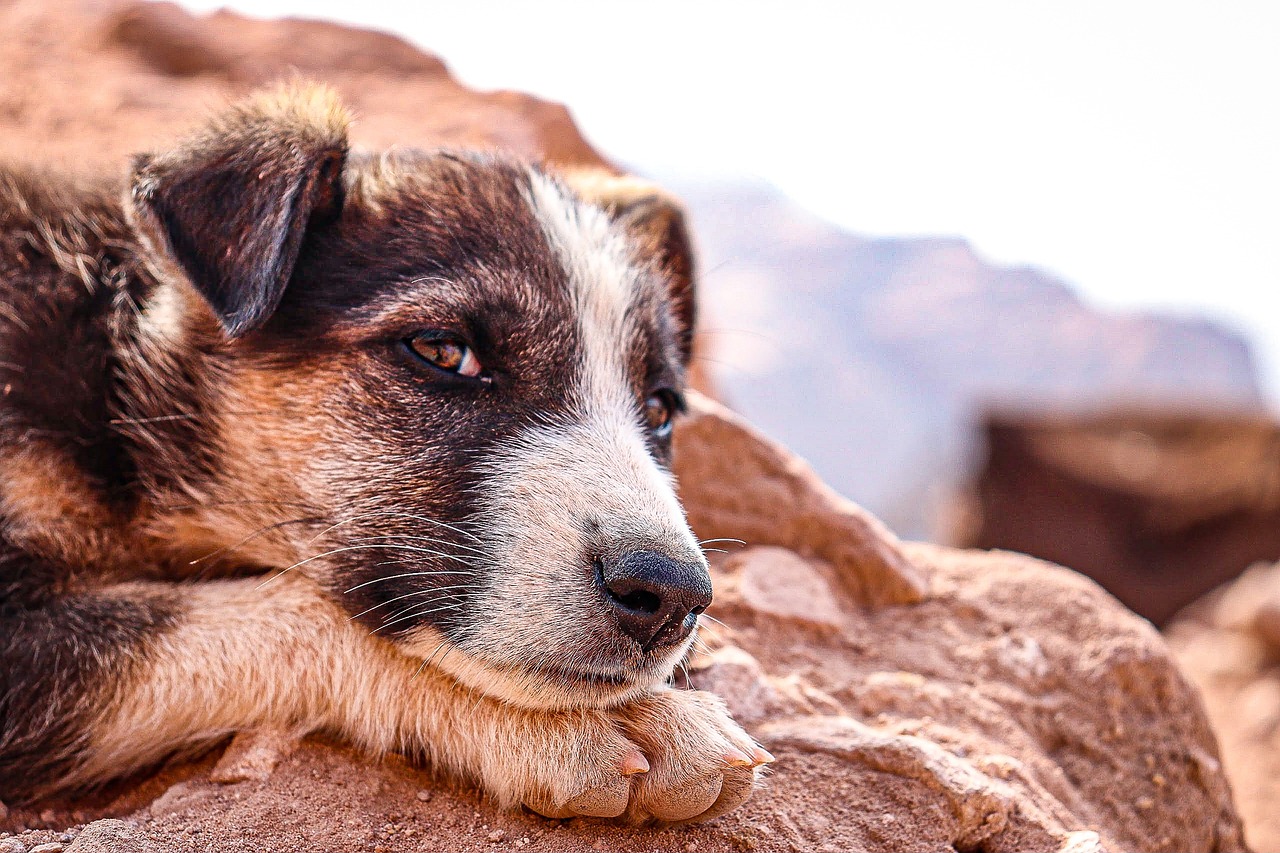 9 NOVEMBRE, GIORNATA DEL MICROCHIP GRATUITO PER CANI NELLA BIBLIOTECA