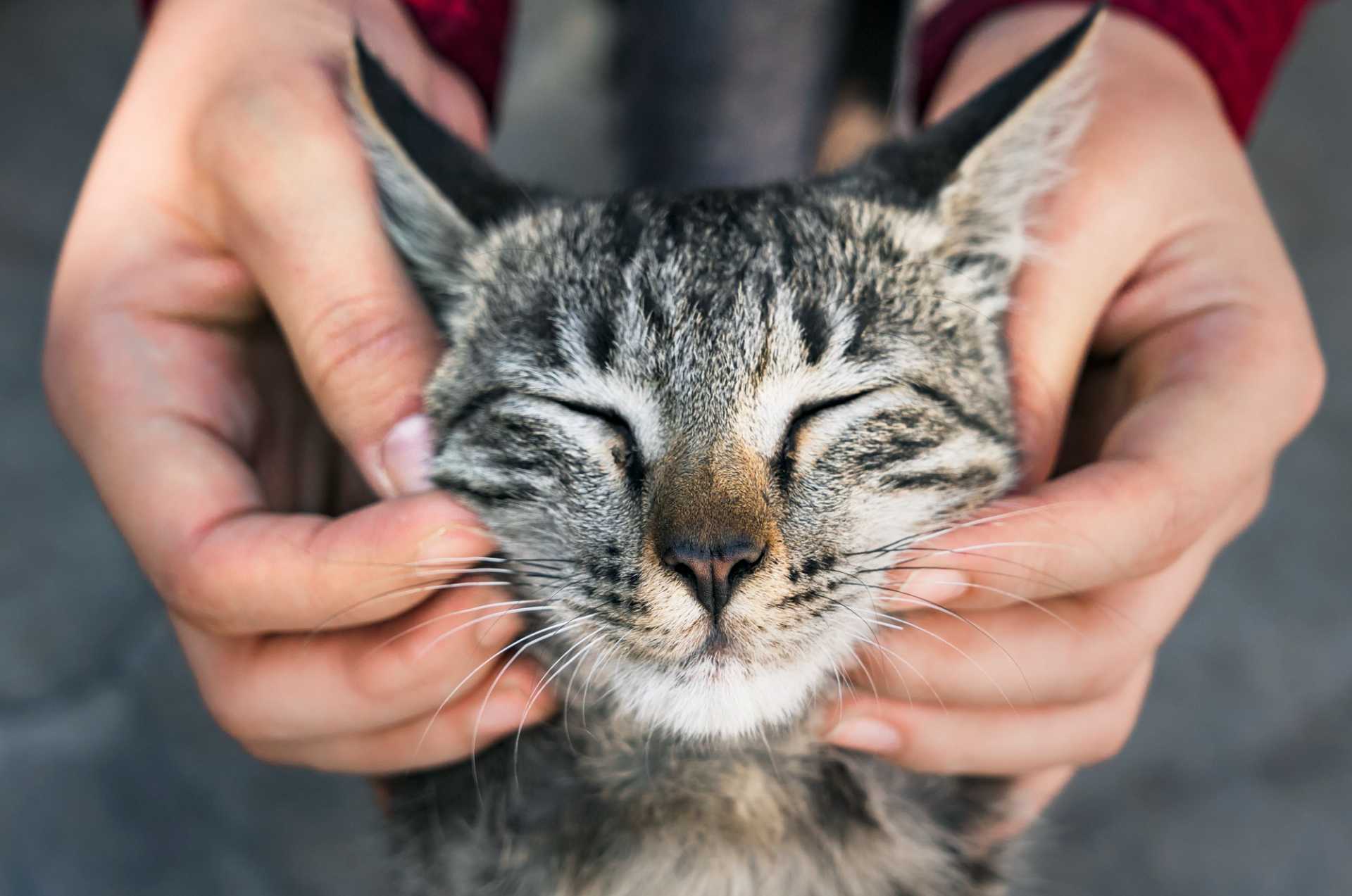 STERILIZZAZIONI GATTI: AL VIA IL SECONDO PROGETTO DEL COMUNE CON EFFETTO PALLA