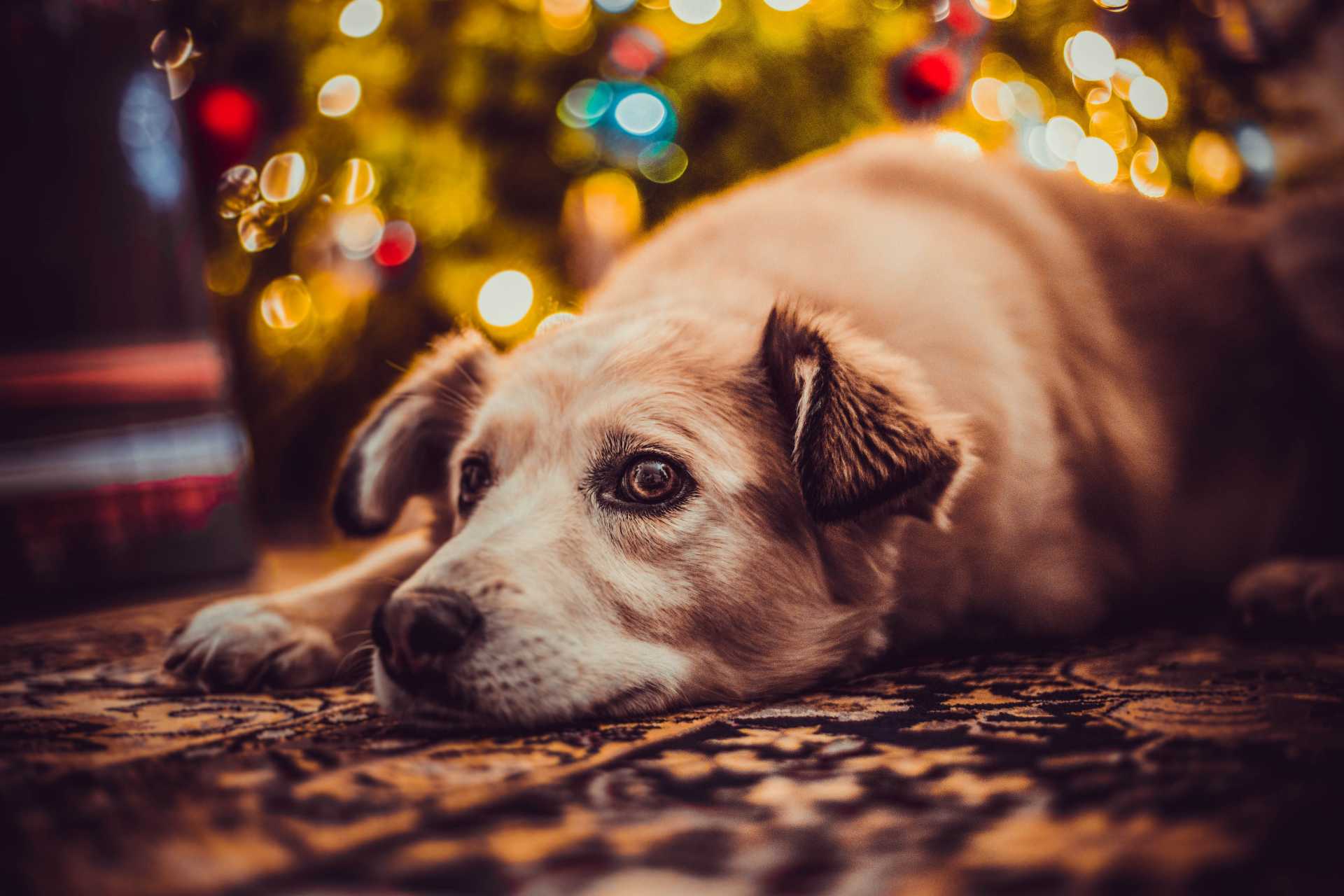 A QUARTU NIENTE BOTTI A CAPODANNO, A TUTELA DI PERSONE E ANIMALI DOMESTICI