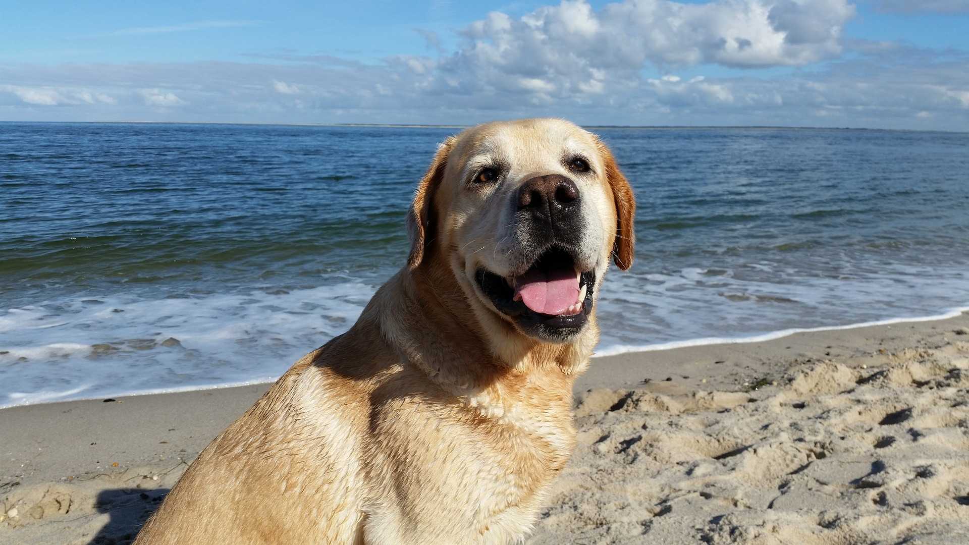TORNA AL MARGINE ROSSO LA SPIAGGIA DEI CANI PER TUTTA L'ESTATE 2022