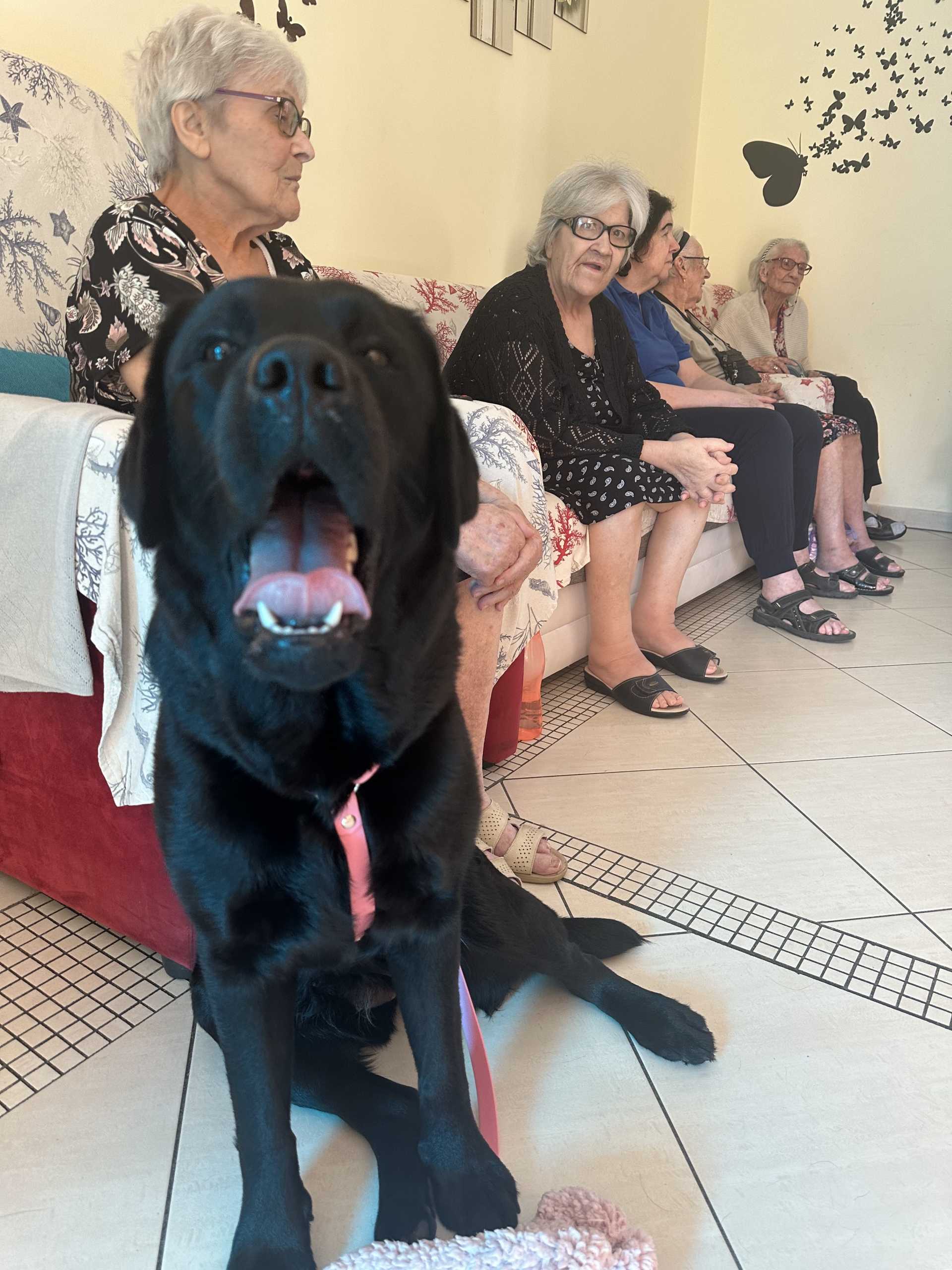 ECCO LA PET THERAPY PER GLI ANZIANI DELLE STRUTTURE DI ACCOGLIENZA QUARTESI