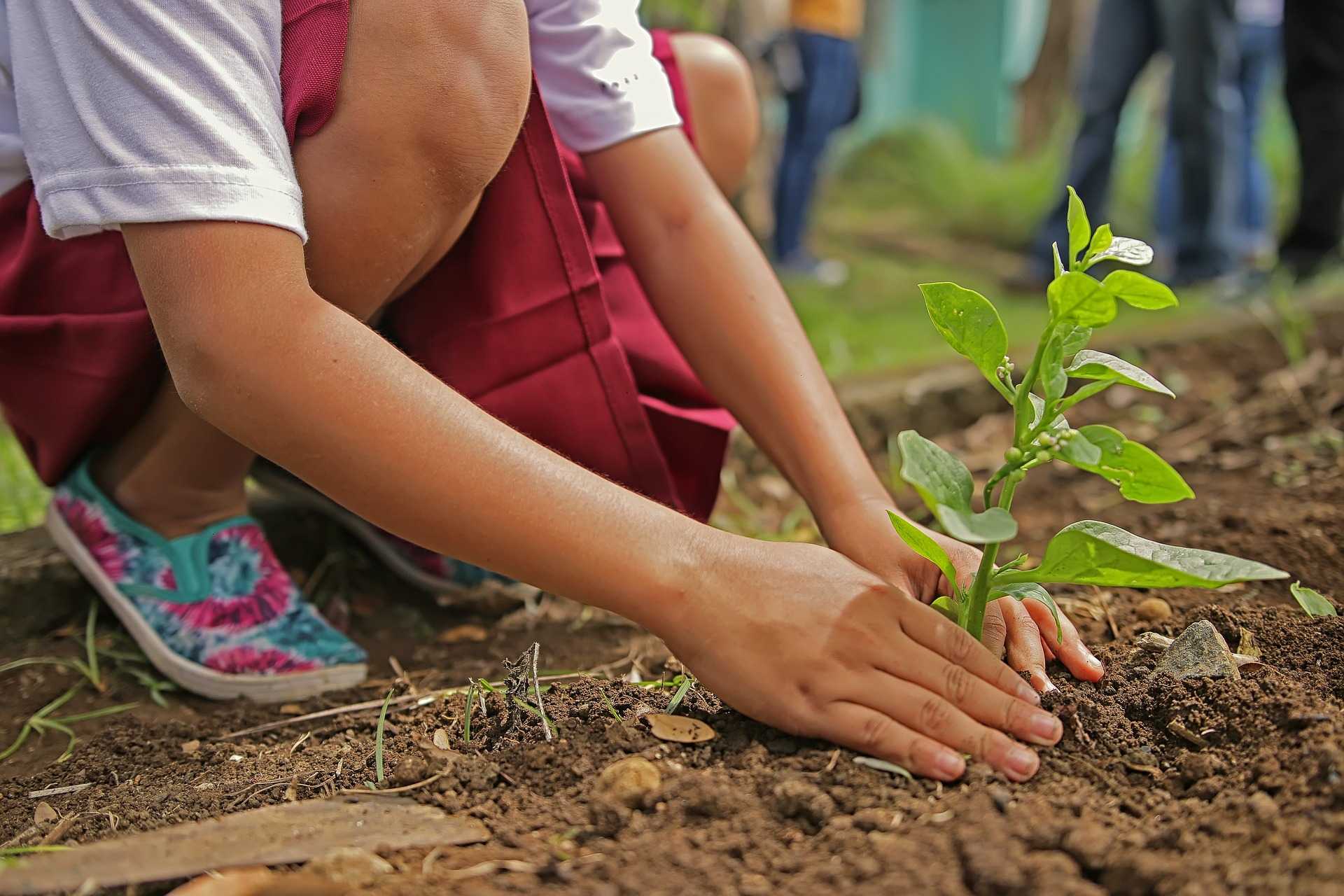 21 NOVEMBRE GIORNATA DEGLI ALBERI: LE SCUOLE DI QUARTU CI SONO 